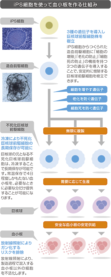 iPS細胞を使って血小板を作る仕組み